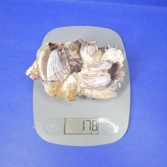 Barnacle Cluster 5" Long 178g Natural Specimen - Picture 11 of 11